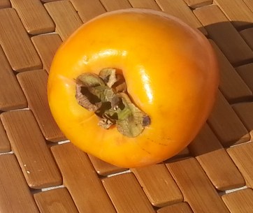 persimmon